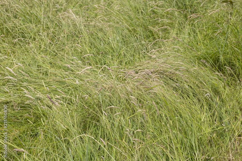 A long leaf flatten squashed bushy green grass - close up background A long leaf flatten squashed bushy green grass - close up background