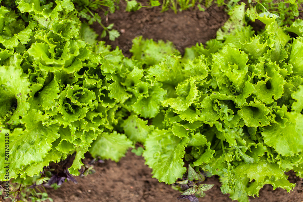 Lettuce growing in a home garden Lettuce growing in a home garden