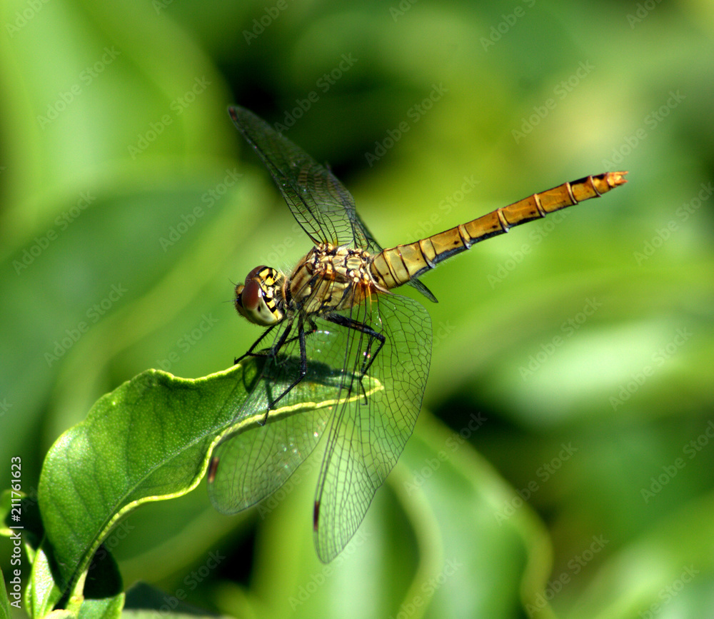 libellula libellula