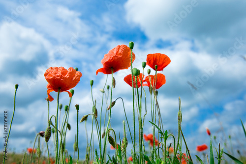 Fototapeta Naklejka Na Ścianę i Meble -  poppy flowers under blue sky and sunlight