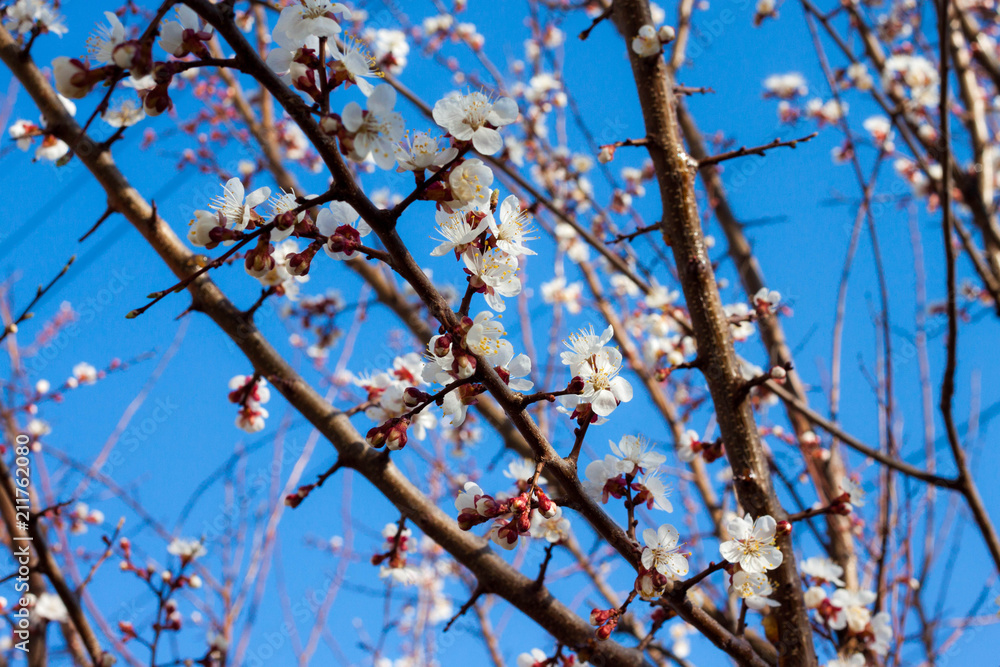 Apricot Apricot