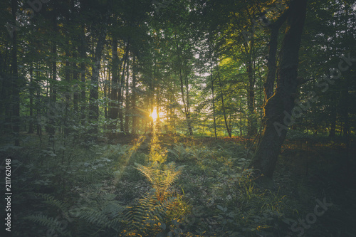 Fototapeta Naklejka Na Ścianę i Meble -  Sunset Rays Through Green Summer Forest