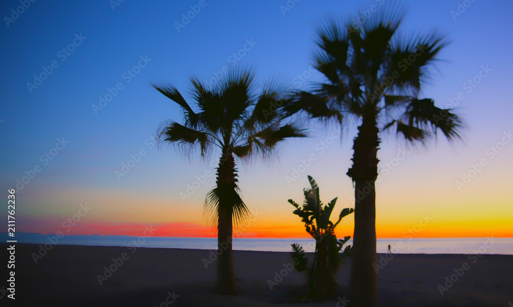 palm tree dawn