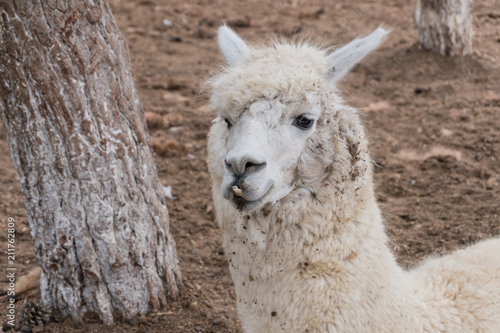 Obraz premium Portrait of a small white lama in a zoo in the summer
