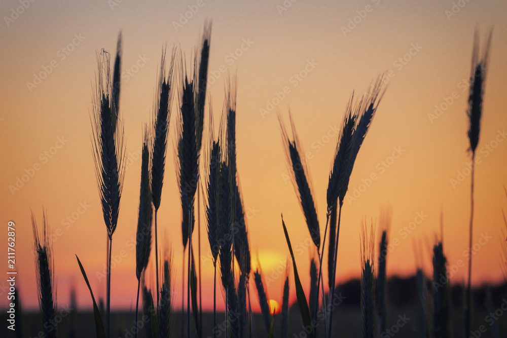 Wheat Ears Silhouettes on Warm Sunset Sky Background Wheat Ears Silhouettes on Warm Sunset Sky Background