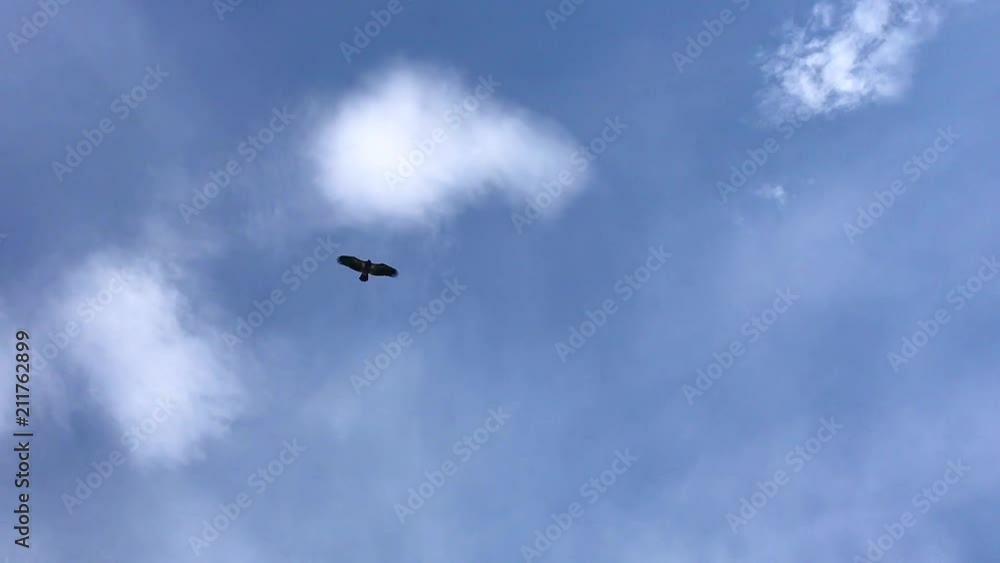 Flying eagle over a valley Flying eagle over a valley