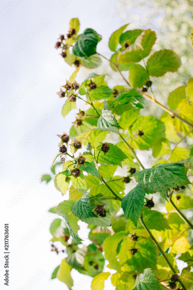 unripe raspberry fruit on the bushes. growing berries unripe raspberry fruit on the bushes. growing berries