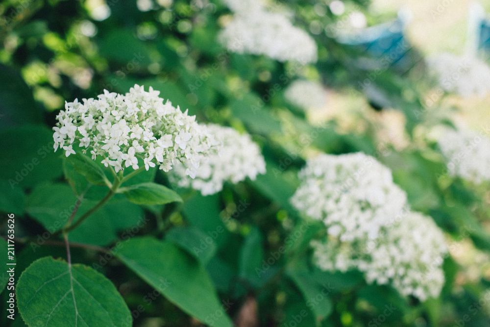 blooming hydrangea Bush, white flowers in the garden blooming hydrangea Bush, white flowers in the garden