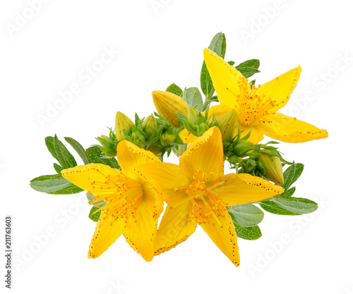 St. John's wort (Hypericum perforatum) isolated on white background