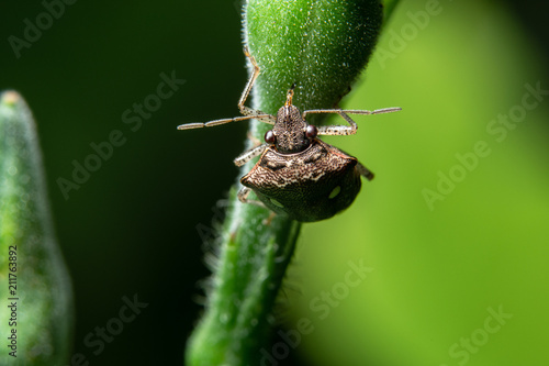 Macro assassin bug photo