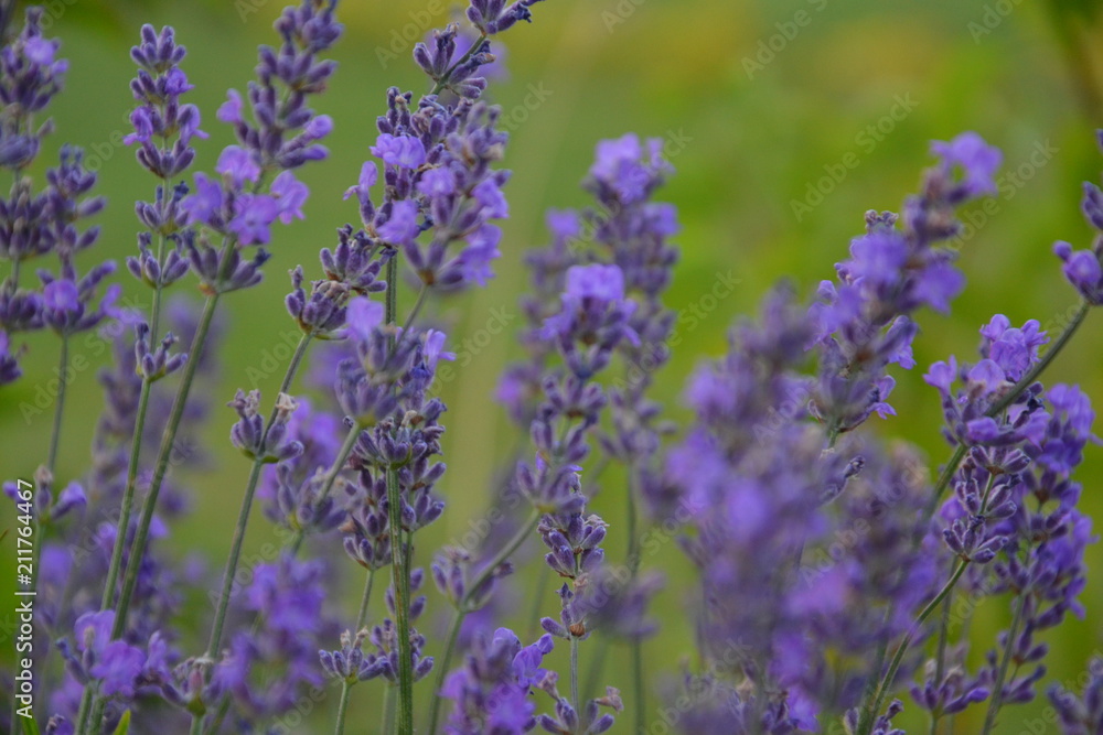 Naklejka premium Letnia spokojna lawenda