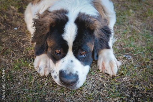 Cuadro en lienzo saintbernard