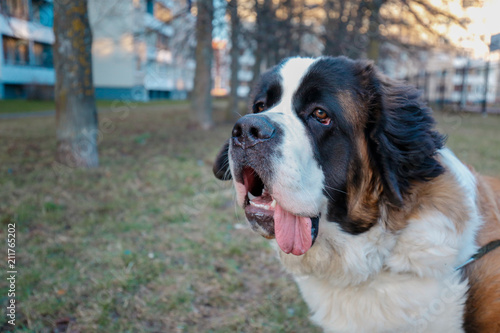 Fotografía saintbernard