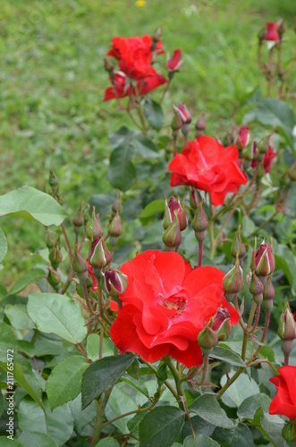 red rose flower green plant leaf burgeon