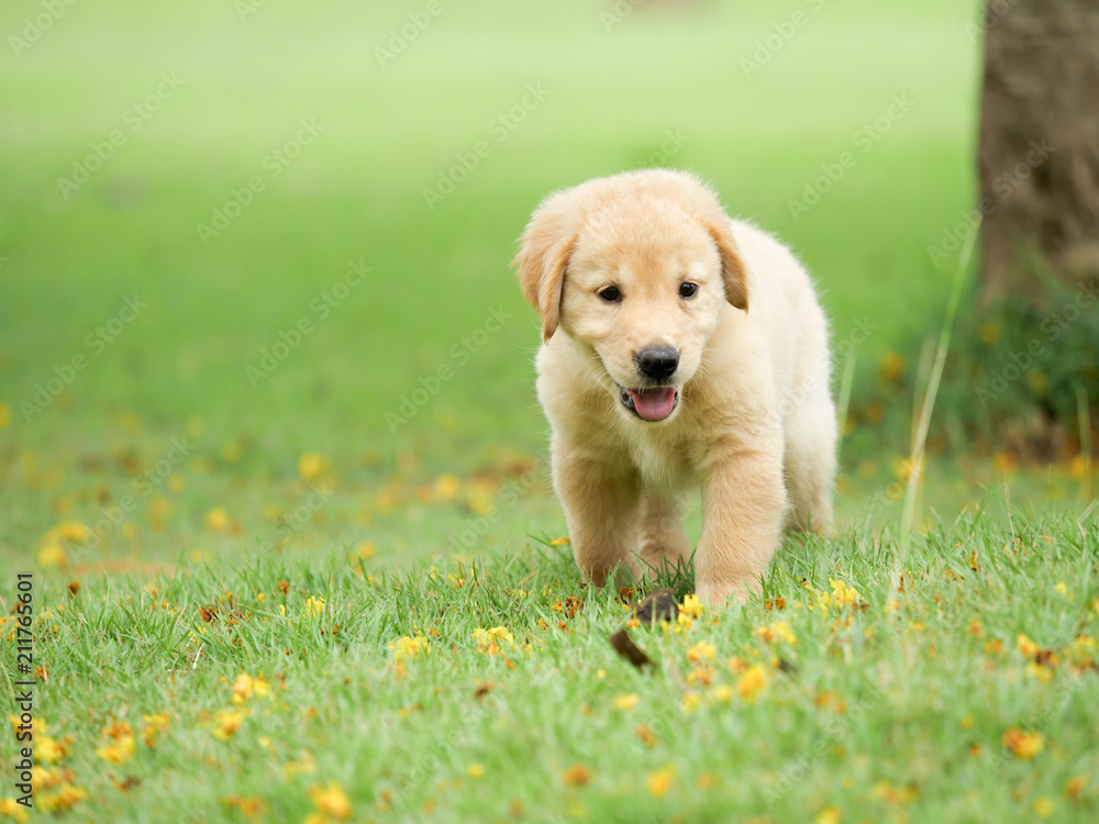 Cute Puppy Golden Retriever running in the park.
