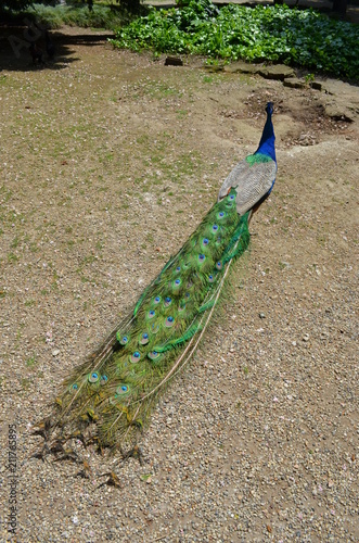 Foto beauty peacock bird blue gracefulness contrast