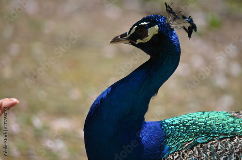 Fotografie beauty peacock bird blue gracefulness contrast