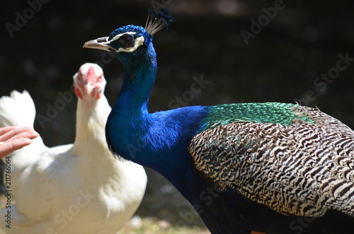 Obraz na plátně beauty peacock bird blue gracefulness contrast