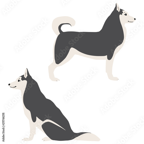 Vector illustration of standing and sitting siberian huskies isolated on white background