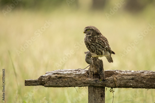 Screech Owl, Athene noctua © Gert Hilbink
