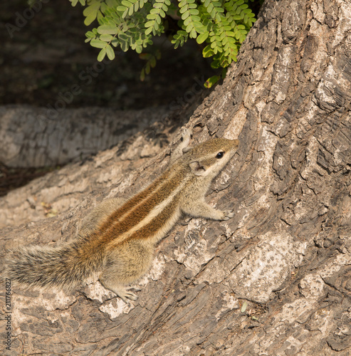 Chipmunk on a tree, in its natural environment. Closeup 