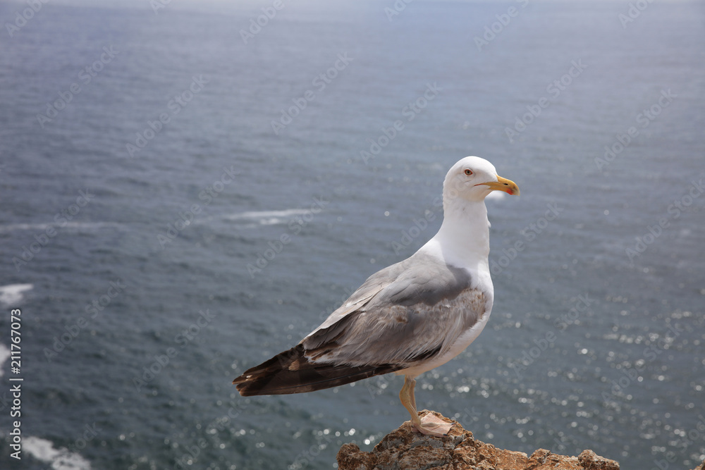 Yellow-legged Gull (Larus michahellis) at Algarve Coast. Portugal