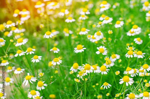 field of chamomile close-up. beautiful meadow on a sunny day. summer flowers. natural wallpaper. nature background