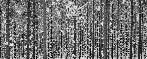 Winter in Schweden. Der dunkle Wald von Hälsingland
