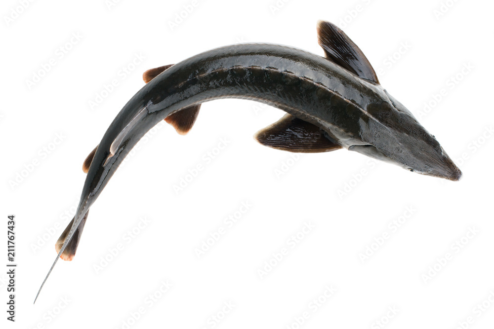 Sturgeon fish isolated on white background, top view Stock Photo