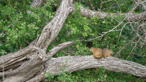 Smith-Buschhörnchen (Paraxerus cepapi), Südafrika, Afrika photo