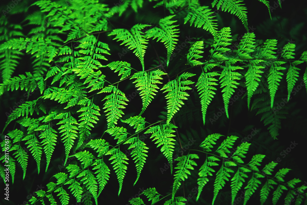 Natural green background of leaves.
