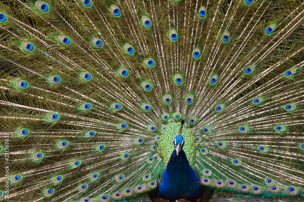 Obraz premium 羽を広げたクジャク