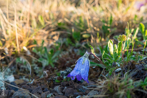 a mountain bell flower with dew drops in the early morning next to the stones and grass background image.