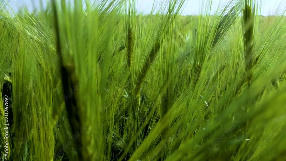 Wheat field cereals on agriculture land. Green wheat field and blue cloudy sky. Wheat field cereals on agriculture land. Green wheat field and blue cloudy sky.