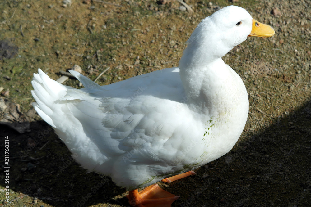 Fototapeta premium Duck, Geese, Goose, Swan