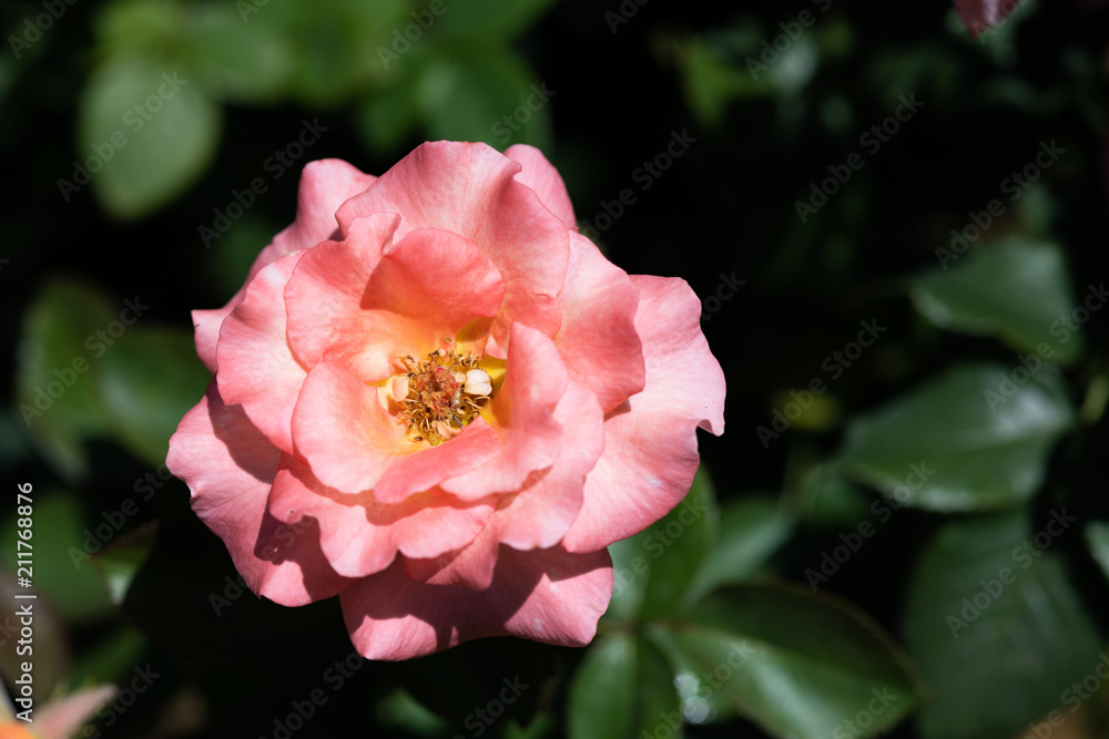 ピンクとオレンジのばら「ケニギンベアトリックス」の花のアップ ピンクとオレンジのばら「ケニギンベアトリックス」の花のアップ