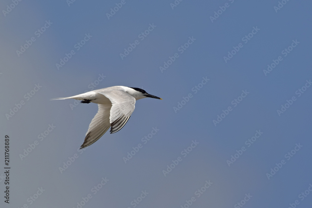 Sandwich Tern (Thalasseus sandvicensis), Greece Sandwich Tern (Thalasseus sandvicensis), Greece