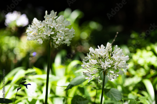 白いアガパンサスの花のアップ