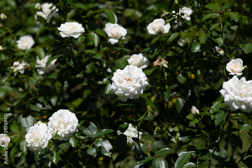 白いばら「ファビュラス」の花