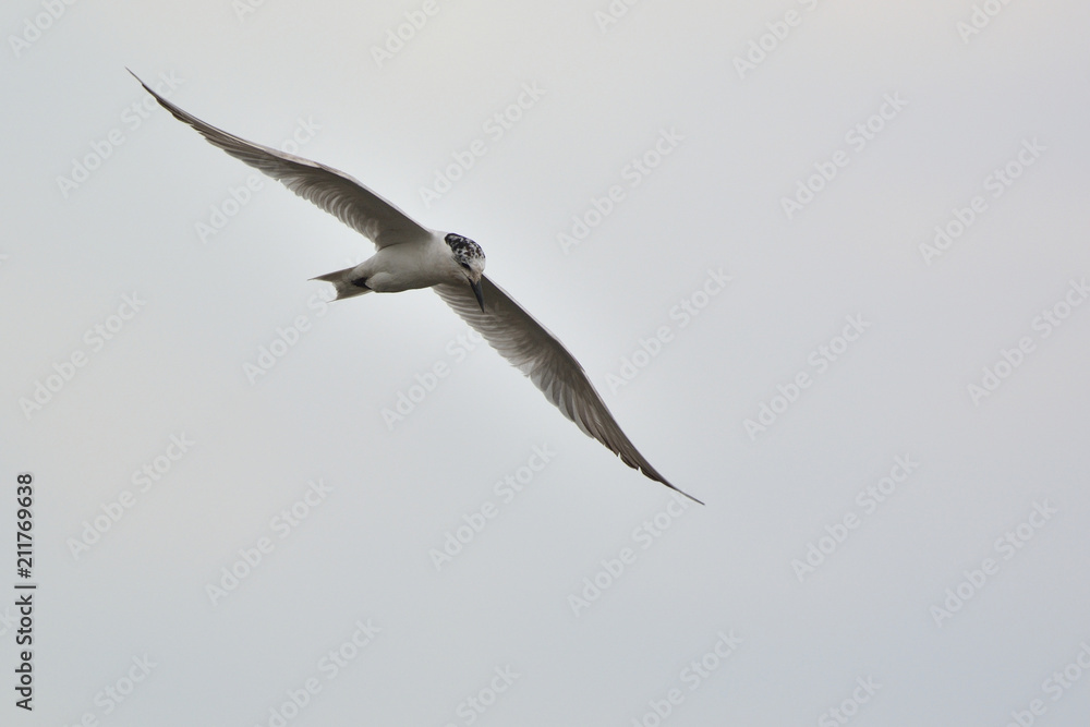 Obraz premium Whiskered tern - Chlidonias hybridus, Crete 