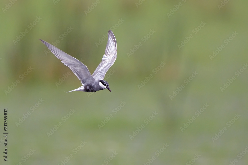 Whiskered tern - Chlidonias hybridus, Crete Whiskered tern - Chlidonias hybridus, Crete