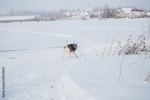Хаски на прогулке по снежному полю