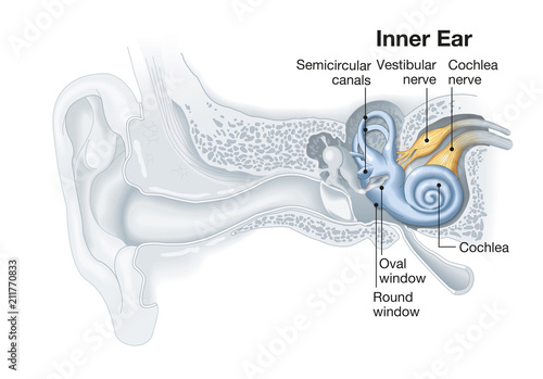 Photos Inner ear anatomy, medical illustration with caption