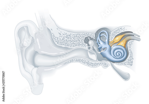 Inner ear anatomy, medical illustration photo