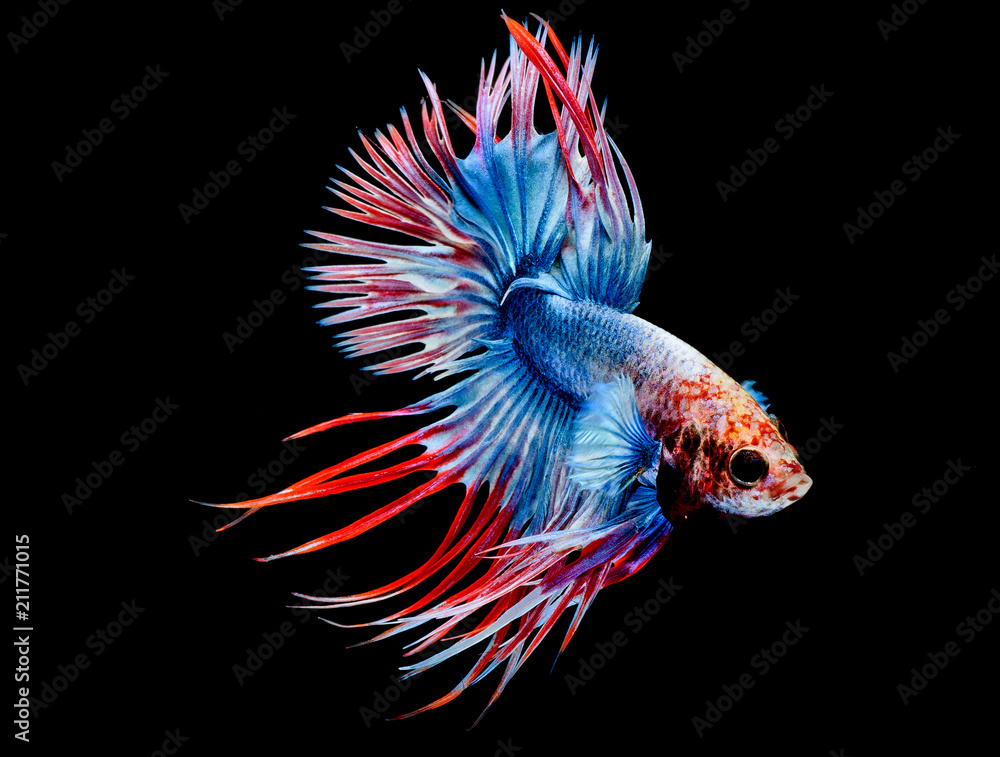 Obraz premium Fighting fish, Betta splendens, Crowntail betta, siamese fighting fish, Capture moving of fish