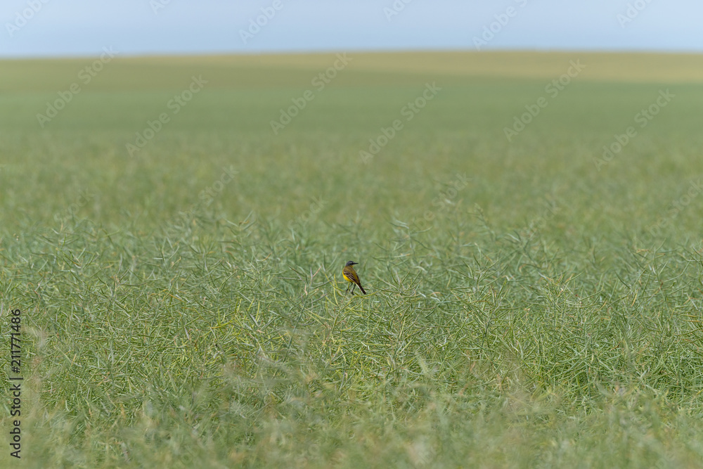Western yellow wagtail on field
