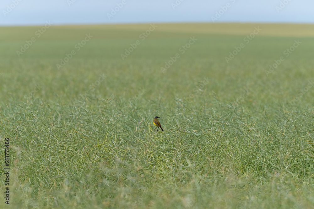 Western yellow wagtail on field Western yellow wagtail on field