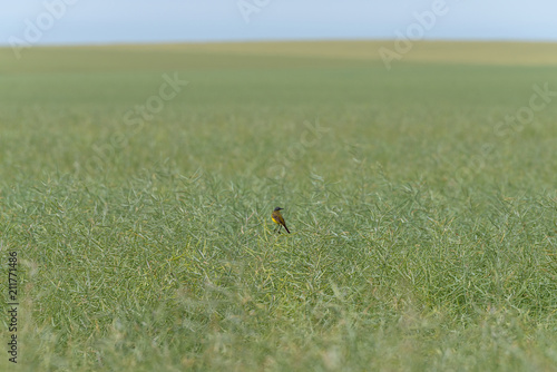 Western yellow wagtail on field