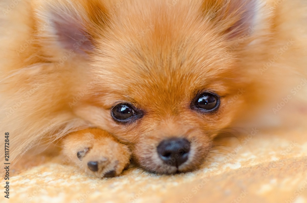 beautiful puppy pomeranian spitz closeup, selective focus
