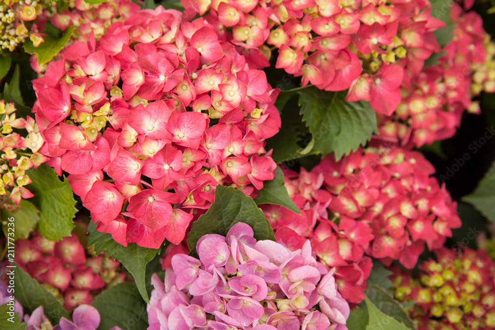 Beautiful blooming hydrangea plant in a garden.